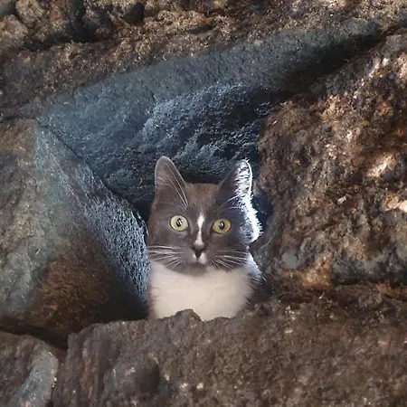 El Gato Genial Venkovský dům Santa Cruz de Tenerife