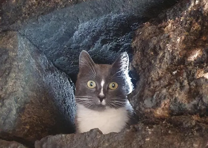 El Gato Genial Gospodarstwo wiejskie Santa Cruz de Tenerife