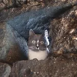 El Gato Genial Летний дом Санта-Крус-де-Тенерифе